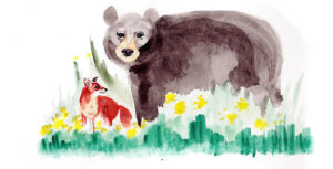 Deceive Me Not: How the Bear Lost Its Tail